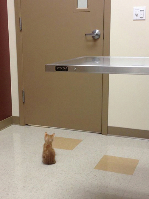 boredpanda:    Cats Who Just Realized You Took Them To The Vet  