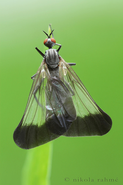 microecobus:libutron:Elegant lady | ©Nikola Rahme Rhamphomyia marginata is an Eu