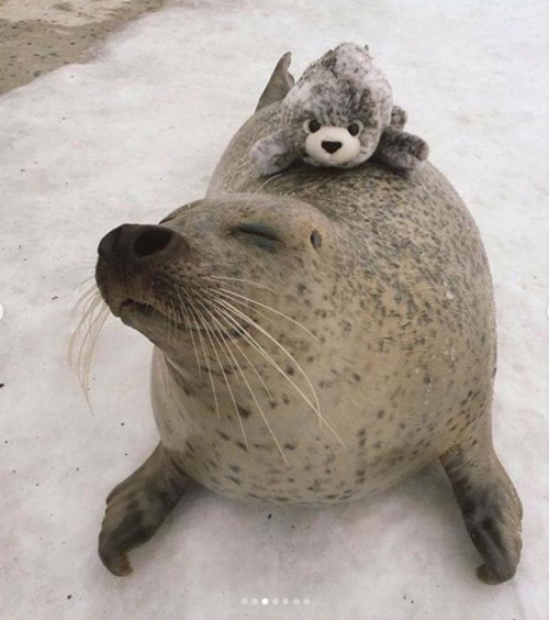 Sex babyanimalgifs:  Real seal and beanie seal pictures