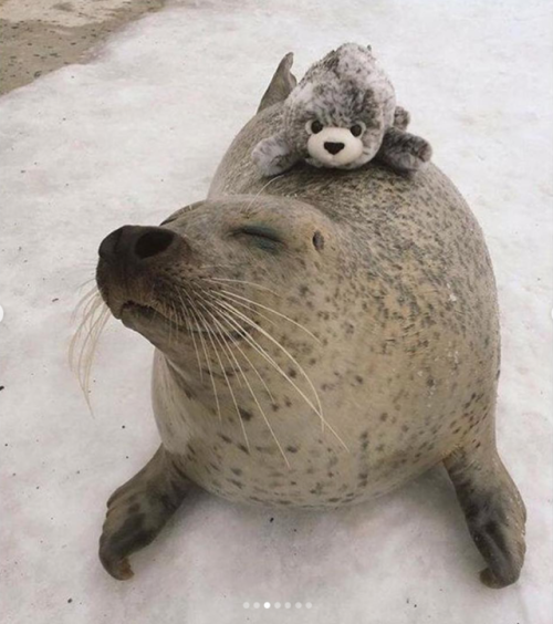 babyanimalgifs:Real seal and beanie seal