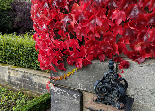 regnum-plantae: Parthenocissus tricuspidata, Vitaceae If you walk in the gardens of Pollock House du