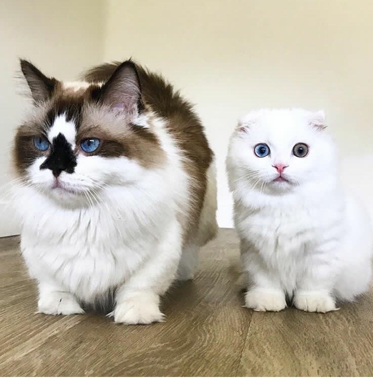 animals-lovers:  Goyanggy // Albert