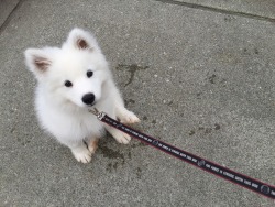 ptchew:  Look at this precious baby I met yesterday! He was so soft… It was like petting a happy cloud… 