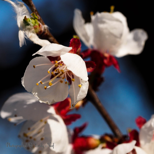 MORE apricot blossoms!