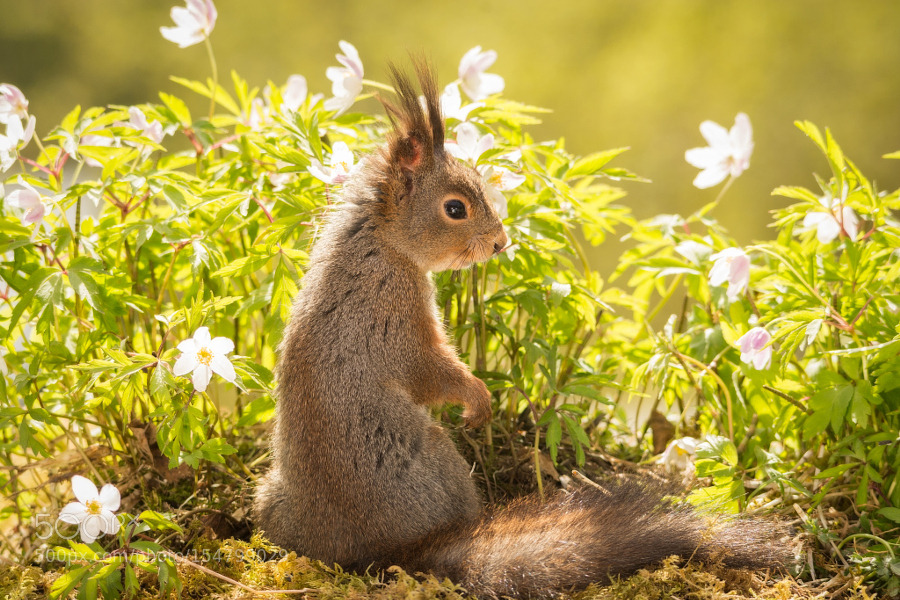 superbnature:  sunny profile by geertweggen http://ift.tt/1s0ERbs 