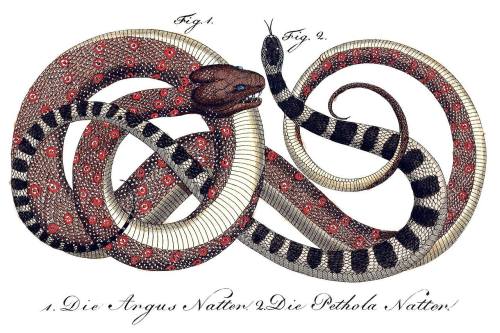 Morelia spilota e Oxyrhopus petolarius.Bernard Germain Étienne de Laville-sur-Illon, 1800.