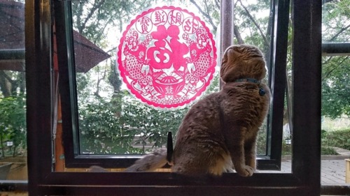 aliciaysl:This cat gets an entire post because it’s too darn cute