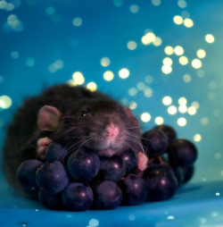 awwww-cute:  Grapes of Rat (Source: http://ift.tt/1Kt1r32)