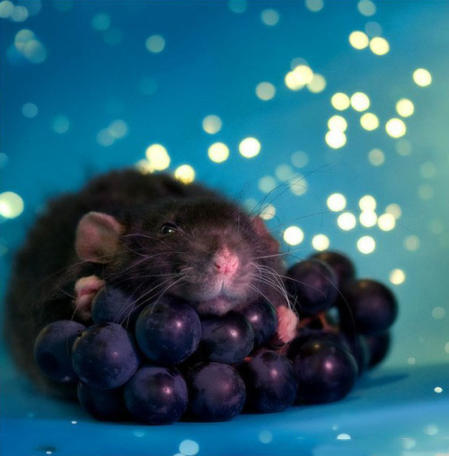 awwww-cute:Grapes of Rat (Source: http://ift.tt/1Kt1r32)