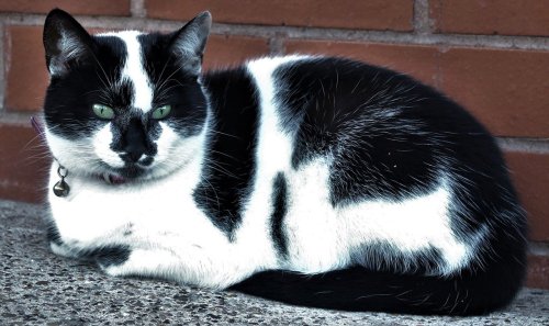 catsnpussys