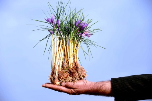 Saffron picking in Afghanistan | November 2014The Agence France-Presse photographer Aref Karimi cove