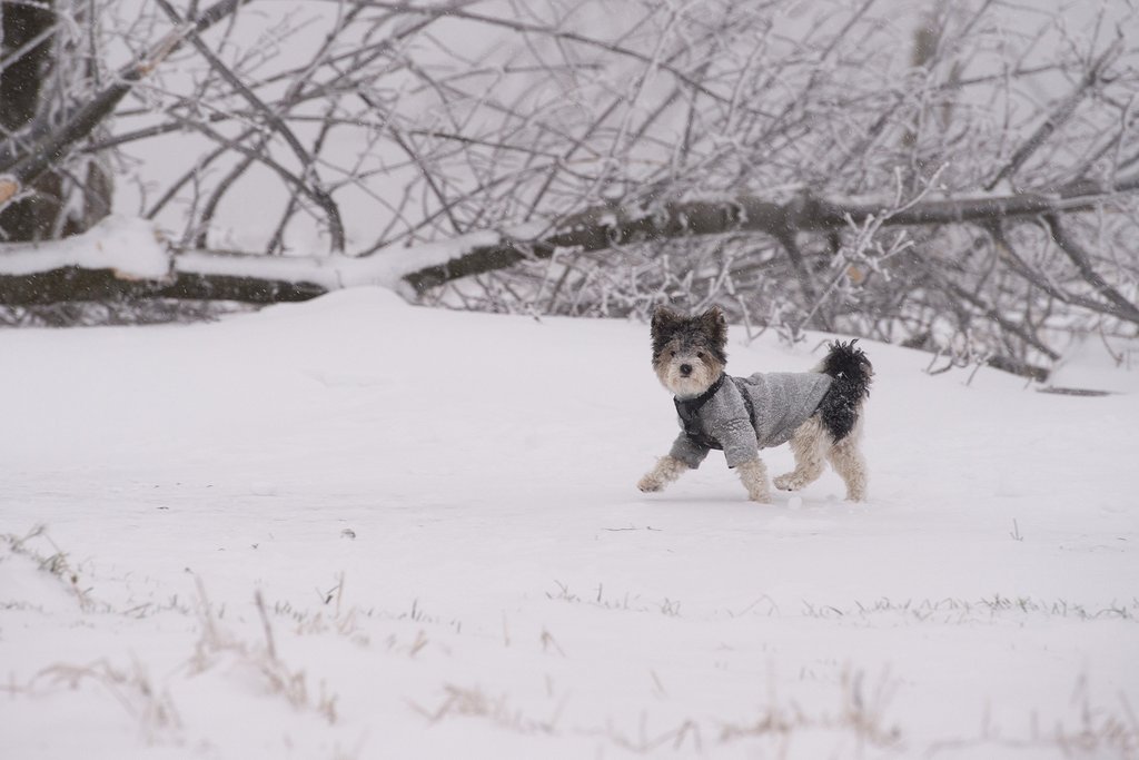 cute-overload:  Dress for the weather, but always with style.http://cute-overload.tumblr.com