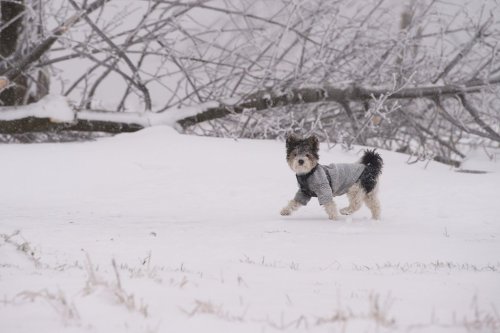 cute-overload:  Dress for the weather, but always with style.http://cute-overload.tumblr.com 