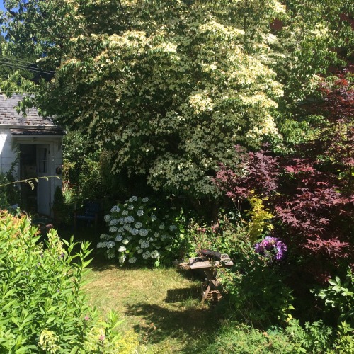 blue-greenery:Summer garden visits