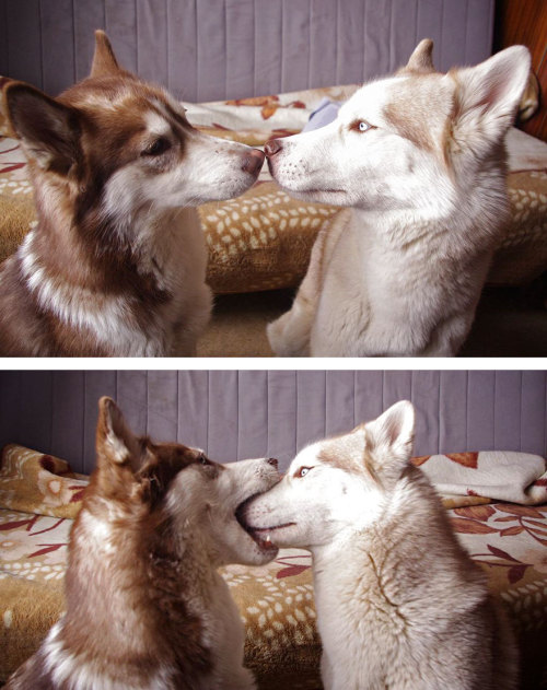 iopele:awesome-picz:Kissing Animals Prove That Kisses Aren’t Just For People.awwwwww, smooches!!!