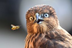 j4sun:  seifukucat:  the fuck?   they told you bout the birds and beesnot the birds and WASPS 