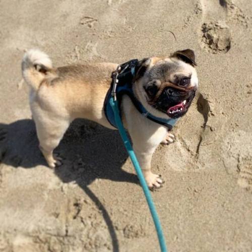 #MotivationMonday: Smile, be a good boi, chase birdies, eat ice kweem. #beachbody.#pug #pupper #doge