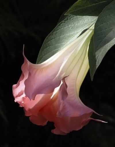 uulemnts:  followthewestwind: Pink Angel Trumpet (via Pink Angel Trumpet | Garden