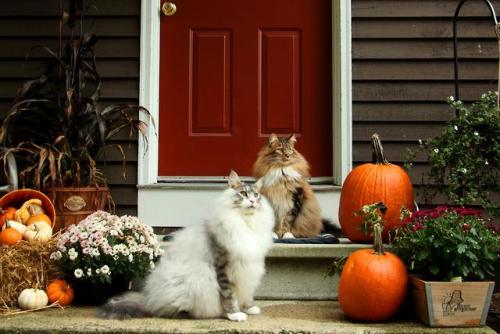 supermodelcats:Happy Fall from Ruckus and Rumble!