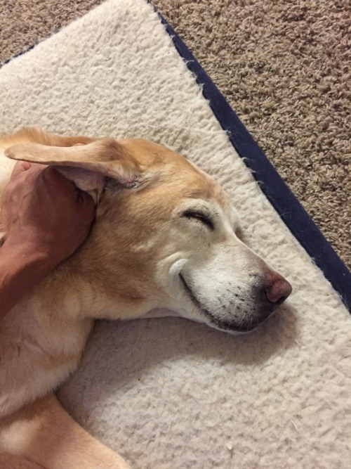 animal-factbook:  Zoologists have recently confirmed that some breeds of dogs understand the social construct of smiling and will sometimes express their content through smiling. As if there isn’t already a reason to love your dog to death, now you