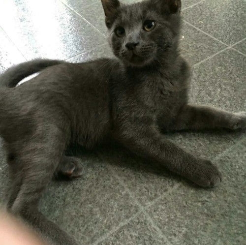 i heard about this blog and im already in love,, ,  here have my russian blue kitty his name is shad
