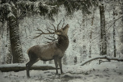 lensblr-network: deer in the snow by divcikamen  (divcikamen.tumblr.com) 