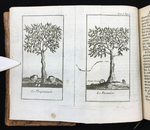 Today is Louisiana Arbor Day! This state holiday is observed annually on the third Friday of January