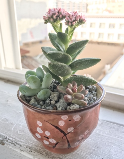 succulentinterrupted: Pink flowering Crassula cv ‘Springtime’ and friends in s