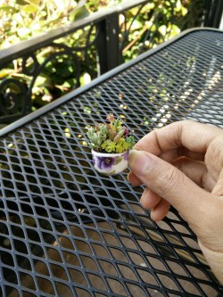 Chauvinistsushi: Succulentsandsuch:  Anyone Care For A Small Cup Of Green?  It’s