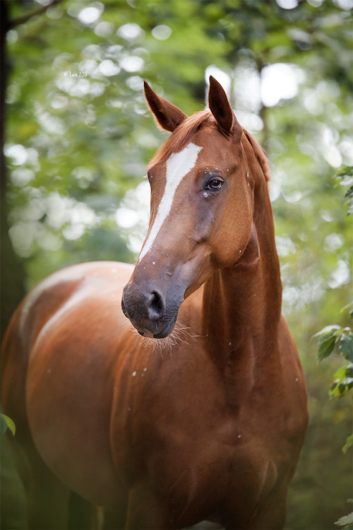 lainphotography:Horses of my riding stable.