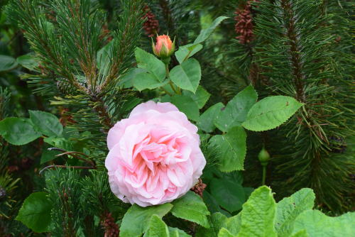 nordicsublime: Rose