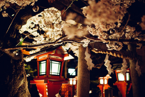 桜の下｜Sakura in Blossom by sunnywinds* on Flickr.