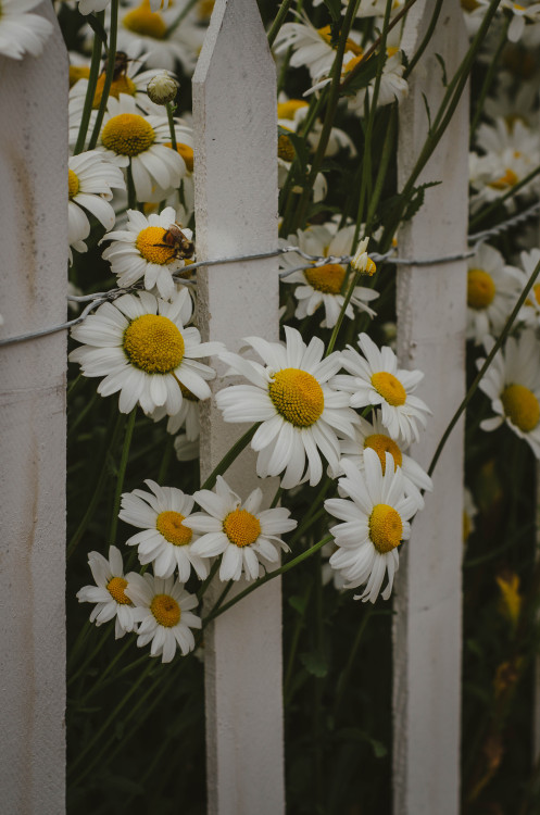 Daisies