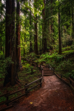 4nimalparty:  The Enchanted Forest (by Justin in SD)