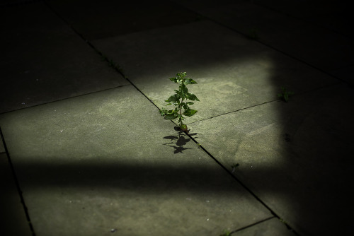 “Life finds a way” Chamber Street, Edinburgh.