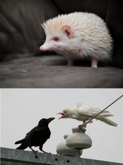 ohfunniest:  Albino Animals 