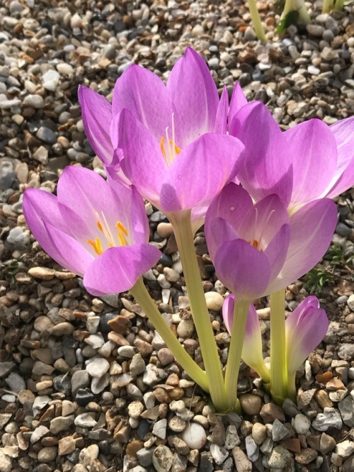 jillraggett:Plant of the DaySaturday 29 September 2018The species Colchicum speciosum grows wild in 