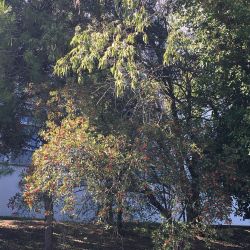 J’ai une tendresse particulière pour ce petit arbre : l’azerolier, Crataegus azerolus, couvert d’azeroles acidulées en ce mois d’octobre. #rosaceae #arbrefruitier #arbrechampetre #crataegus #crataegusazerolus #azerolier #nimes #natureenville #naturephotography #naturelovers #nature (à Nîmes)https://www.instagram.com/p/CU8UJJHs93C/?utm_medium=tumblr