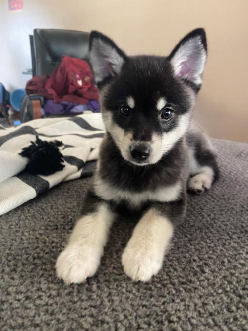 totallydoglife: Our new Alaskan Klee Kai puppy, Laika