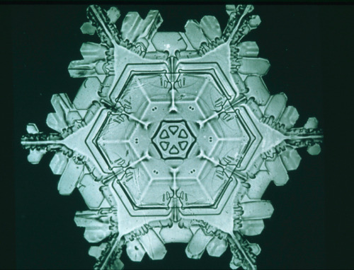 amnhnyc:While it’s coming down outside, take a look at photographs of magnified snow crystals. Photo