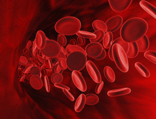 wrotten: red blood cells
