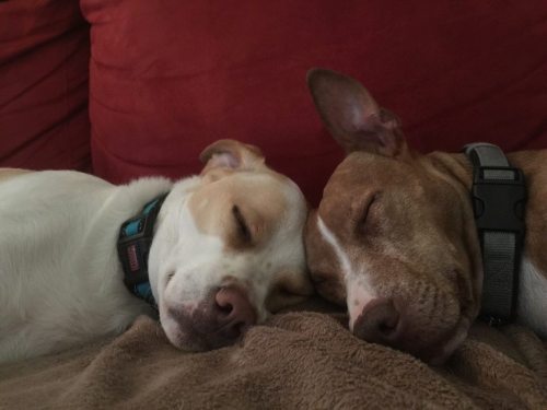 pet-corner:  My best friends are also best friends with each other.