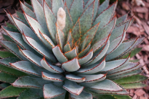 flora-file: xMangave ’Bloodspot’ Currently, this plant is considered an intergeneric hybrid between 