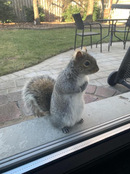 We fed our backyard squirrel ONCE… meet Frankie at our backyard door waiting for more nuts.ht