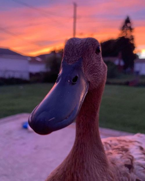 Some close up duck photos  via @thesassyducks​ on instagram