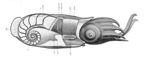 invert-palaeo:Eleven days of cephalopodsSpirula - a genus of squid-like cephalopods from the Neogene