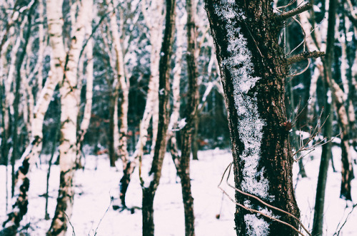 Somewhere in Denmark, March 2018 | Tisvilde hegn, NordsjællandWebsite | Instagram