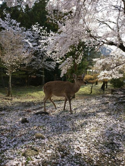 japanpix:A deer in Nara