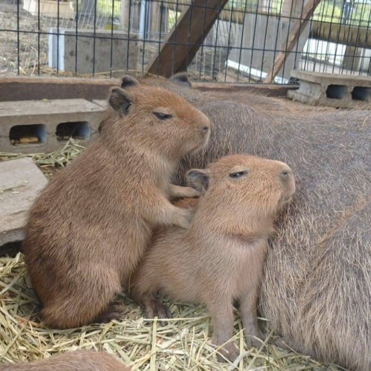 DÉBORA SANTOS — I LOVE CAPYBARAS SO MUCH I made these capybara