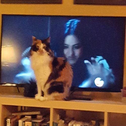 This is how I watch TV now. #catsofinstagram #agentsofshield